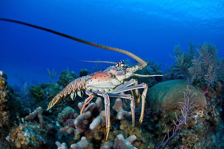 Lobster Menjadi Komoditas Unggulan Ekonomi Biru Bernilai Tinggi
